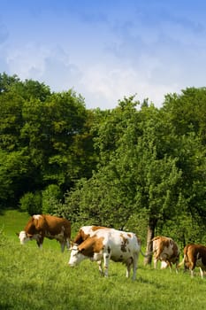 Cows grazing on green meadow. Lots of blue sky for your text.