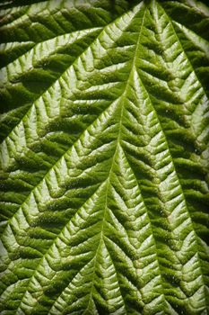 The surface of green leaf - natural vegetation background