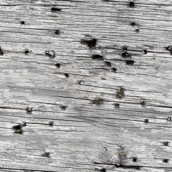 Seamless texture - gray rotten wood close up