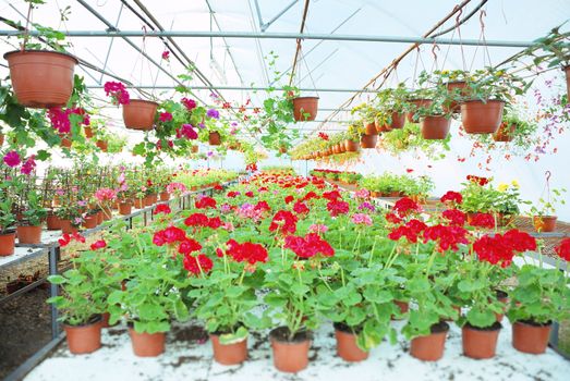 Nylon covered greenhouse with geraniums and other plants.