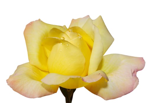 The Rose Peace isolated with clipping path           