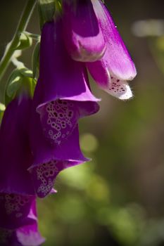 The lovely but dangerous purple flowers of the foxglove plant