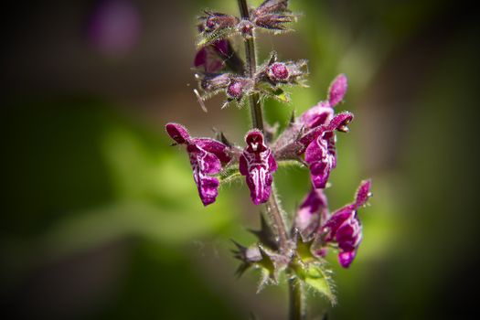 A close up of the strange flowers of the Hedge Woundwart