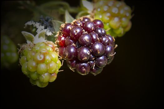 Summer is on the wain and the fruit of the bramble is steadily ripening