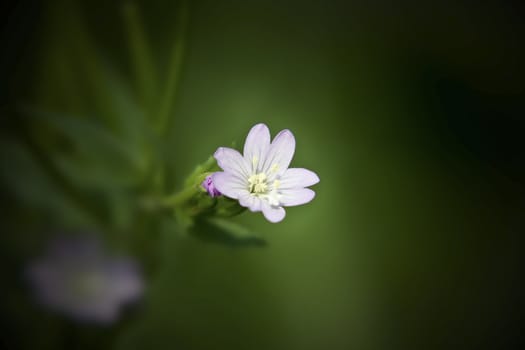 A lovely wild flower found in gardens