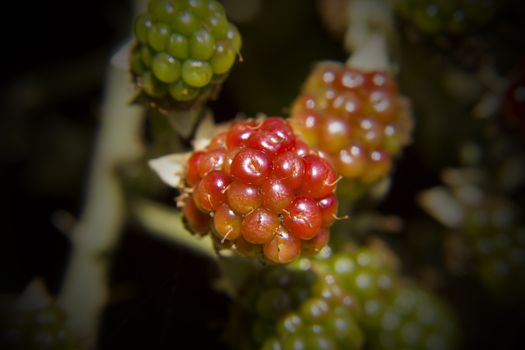 The blossom has gone and the first of the blackberries begin to ripen