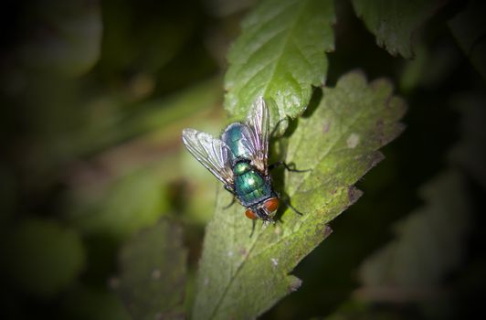 this lovely irridescent blue fly up close