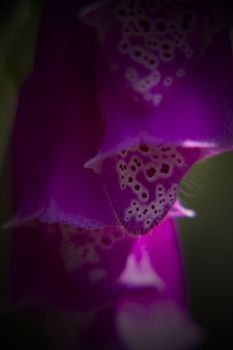 Up close on a foxglove petal