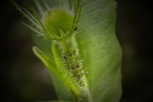 A fresh new Teasel stem attacked by hundreds of greenflies