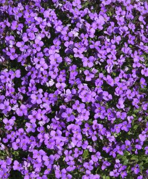 purple aubretia plant showing the beauty of the flowers