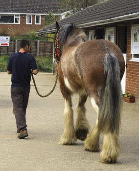 stable lad walking a shirehorse at a horse sanctuary