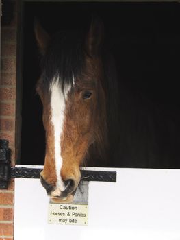 large brown horse outside a stable block with its carer
