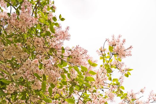 Tiny scented pink flowers of Syringa mycrophyla in spring