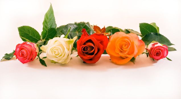 Five half open roses in a row on white background