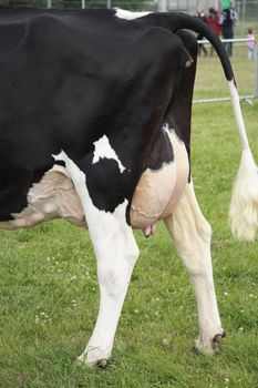 cows rear ends showing there udders and tails