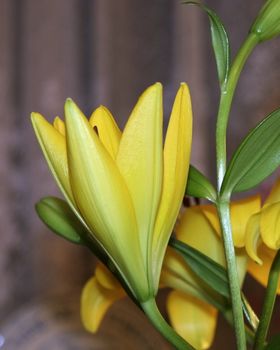 closeup of yellow lilies just opening out
