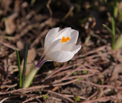 A close-up of a single white crocus flower.
