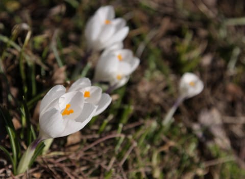 A group of white crocus spring flowers.
