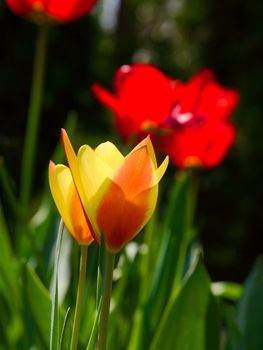 Yellow and red tulips in a garden