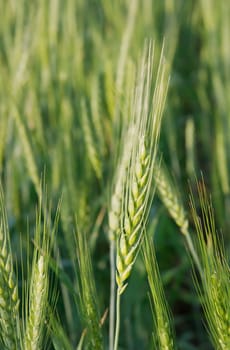 Green wheat spike on an agricultural field