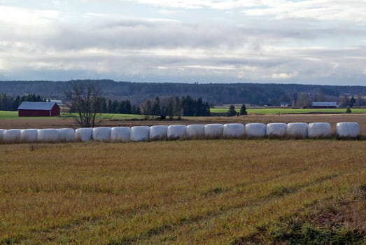 A row of silage bales on a field with a country landscape in the background. Silage can be used as feed for ruminats (cattle or sheep) or biofuel. Photographed in Salo, Finland in 2010.