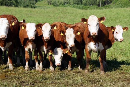 Seven cows grazing and being curious of the viewer. Photographed in Salo, 2010.