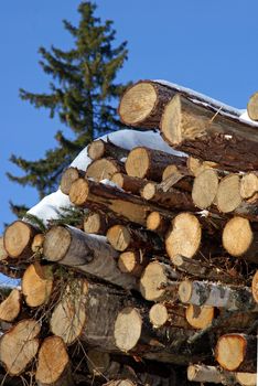 A stack of miscellaneous wooden logs for renewable energy with a Norway Spruce tree (Picea abies) and blue sky on the background. Photographed in Salo, Finland 2010.