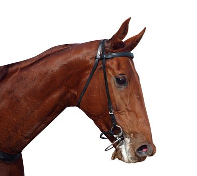 Racehorse After the Race isolated with clipping path          