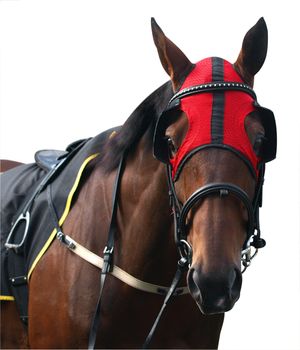 Racehorse with Red Hood isolated with clipping path           