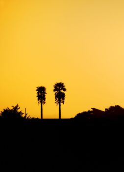 Two palm tree silhouettes against orange sunset sky on California coast.