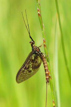 scary looking yet harmless mayfly on vegetation