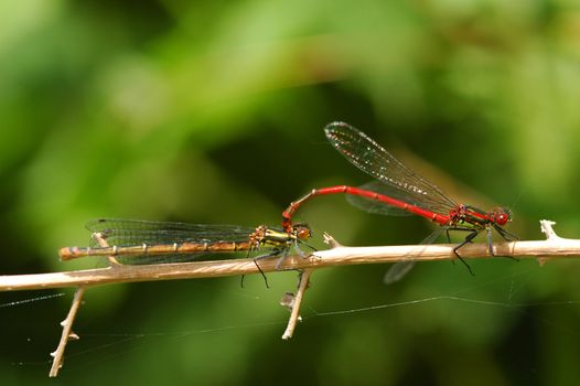 nature close-up of damselflies mating