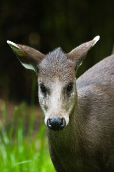 Female tufted deer looking up and staring