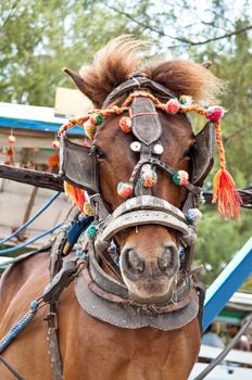 Traditional transport horse in Gili island, indonesia