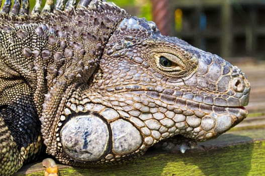 Blue white and gold Iguana head detail