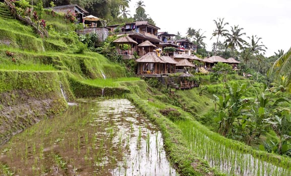 Indonesian rural village with rice plantation