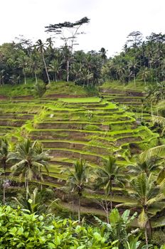 Green indonesian rice terrace in a jungle of Bali