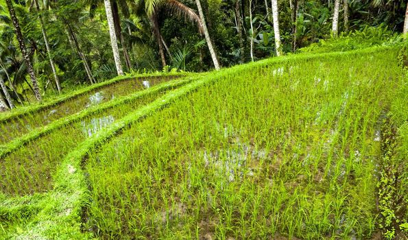 Green indonesian rice terrace with jungle in background