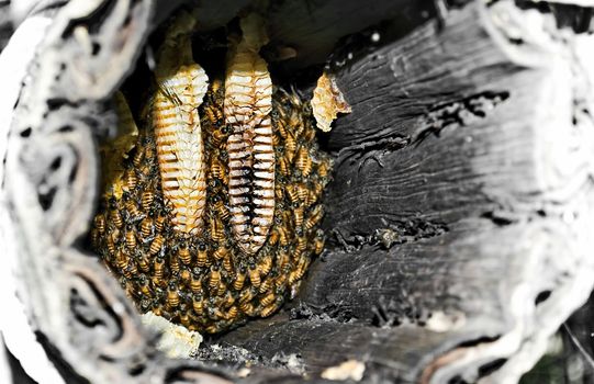 Beehive full of bee in a wooden trunk