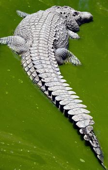 Crocodile sleeping in a green dirty water puddle