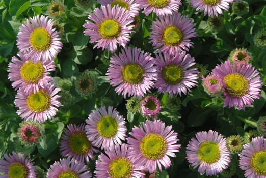 pink and yellow floral flowerbed background