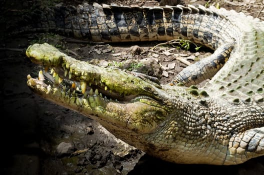 Crocodile in wildlife hanging around with head up