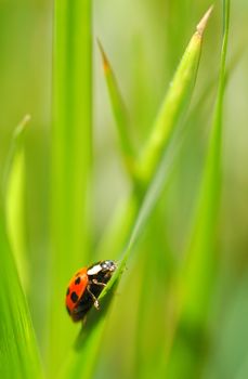 an uphill struggle for a tiny ladybug