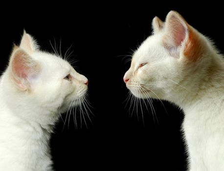 portrait of two off-white kittens on black
