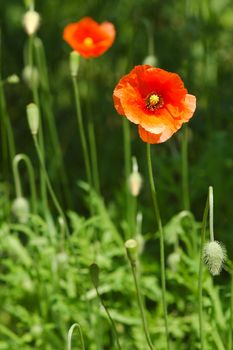 summer poppy meadow detail