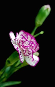 variegated carnation and bud on black