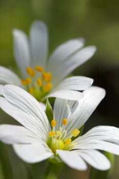 small white wild flower macro