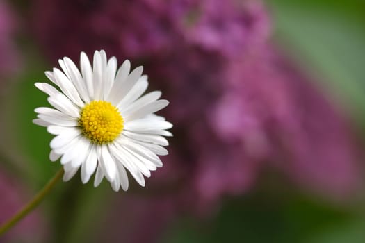 daisy macro on a lilac background