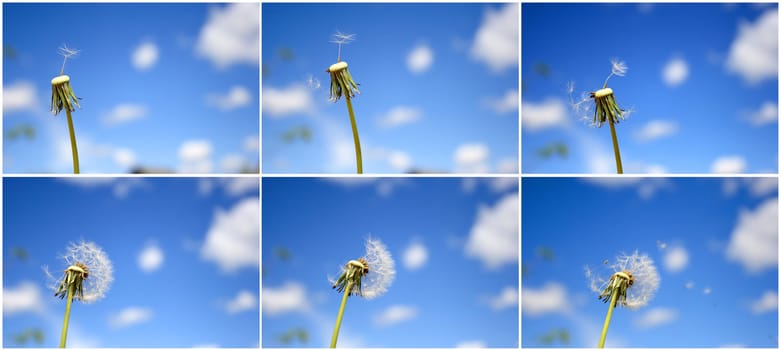 Beautiful dandelion