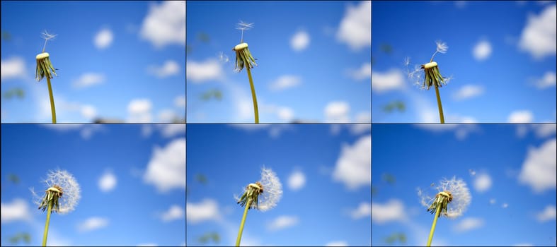 Beautiful dandelion